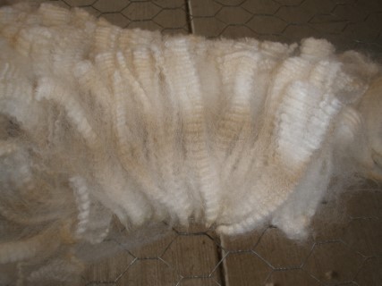 2018 shearing